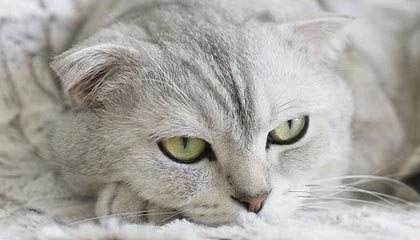 九游体育-特别场地：异域赛道的新奇体验，异域特色是什么意思