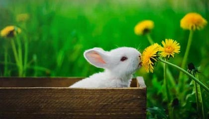 九游体育娱乐-独行侠新秀表现抢眼，成为全明星热门人选，独行侠队球星